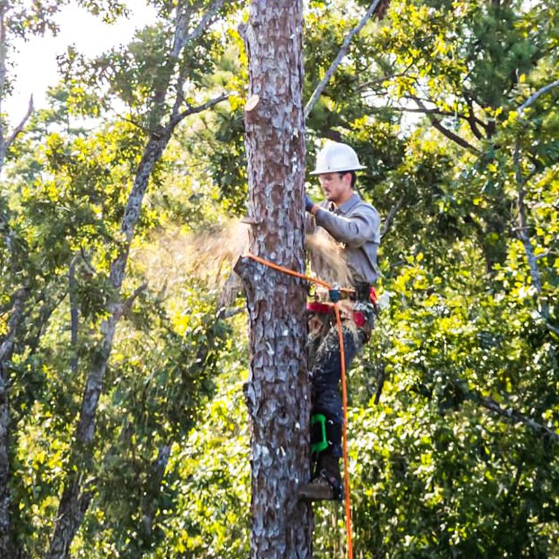 wdsilkbo Tree Climbing Gear, Tree Climbing Spikes, with Adjustable Tree Climbing Equipment Set
