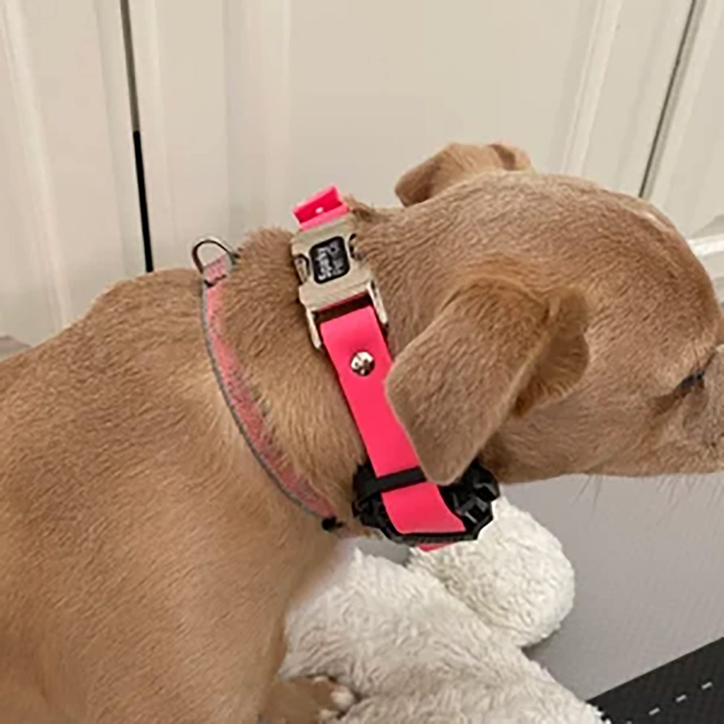 Sparky Pet Co Zeus Bungee Dog E-Collar Replacement Strap, 1 Inch