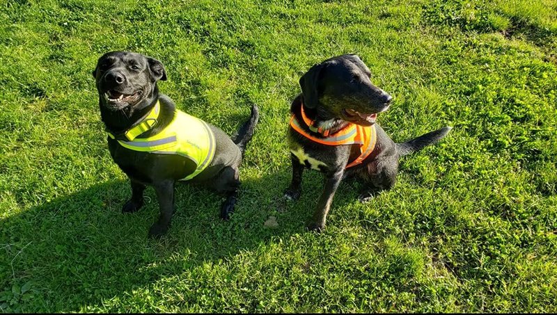 SafetyPUP Dog Vest | Reflective Hi-Visibility Fluorescent Yellow | Mid Back Coverage for Safety