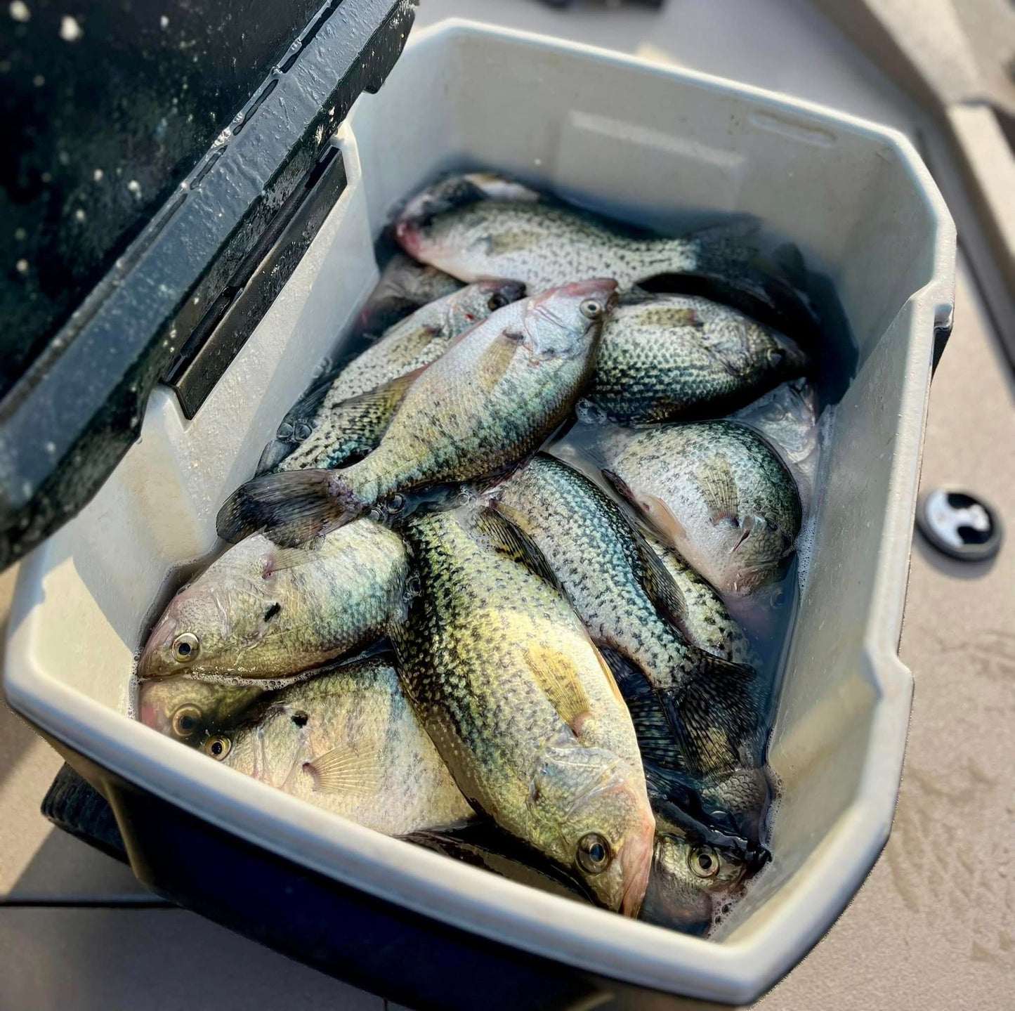 Bobby Garland Baby Shad 50-Count Bulk Pack