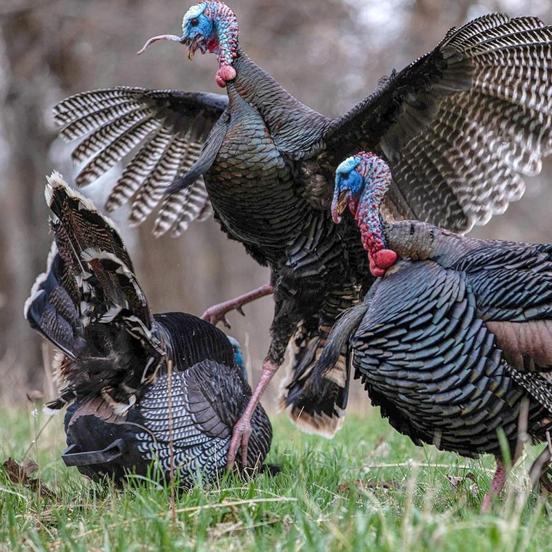 Ultra Realistic Turkey Diaphragm Call - Power Calls Combo Cut | Easy to Use, High Volume for Yelping & Hen Sounds