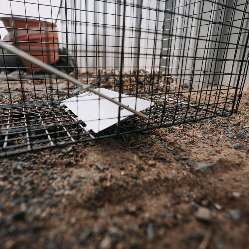 Humane Way Live Animal Trap - 24 Inch Safe Trap for Cats, Squirrels, Rabbits & Rodents | Easy No Assembly