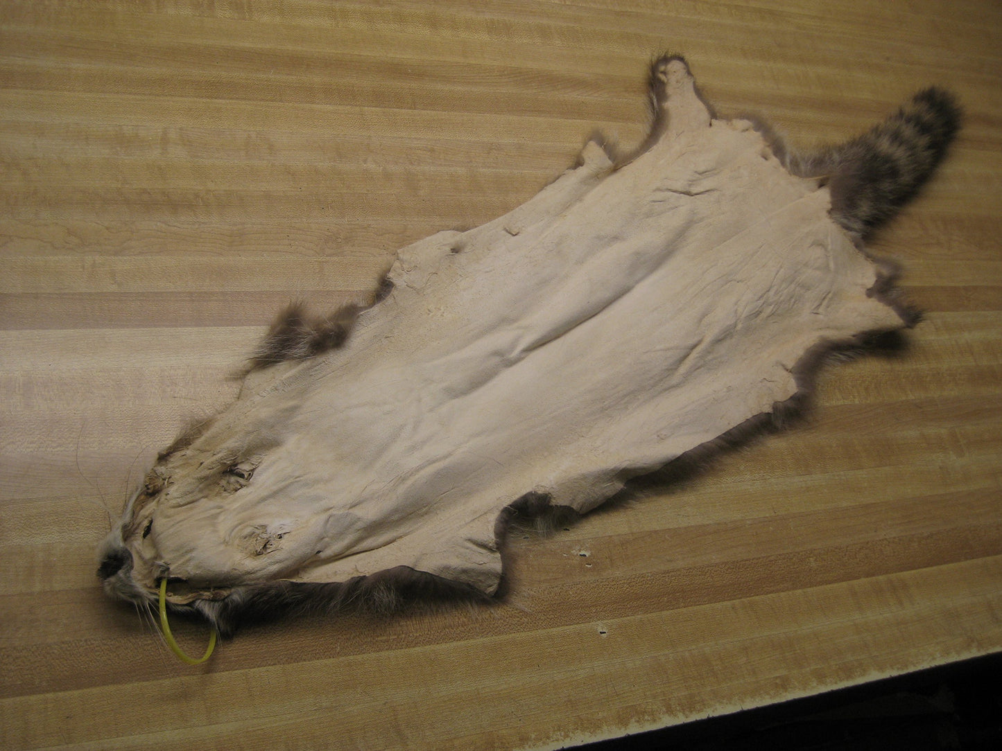 Tanned Raccoon Hide #2 Quality Fur Coats Pelt