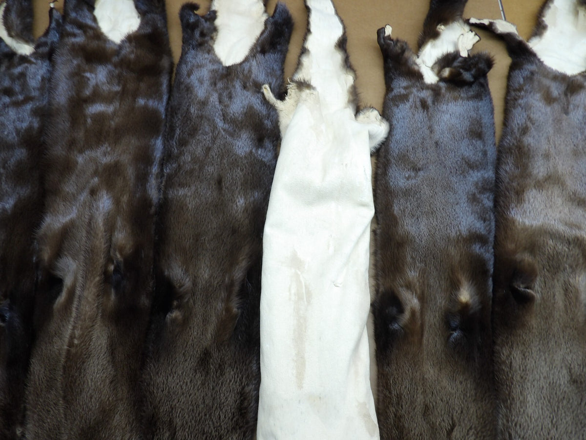 North American XXL Dark River Otter Pelts - Professionally Tanned Furs