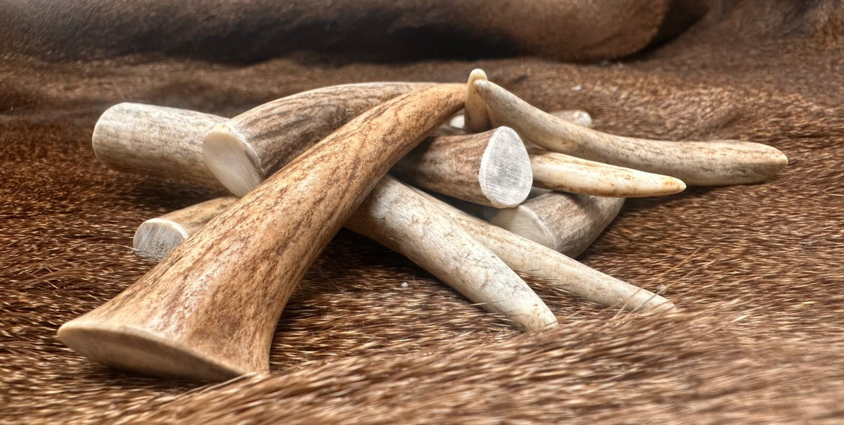 Premium Deer Antler Crafting Tips - A Grade, Multiple Sizes, 5 Pack