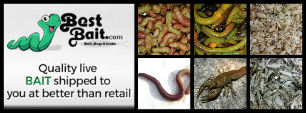 Live Butterworms for Fishing and Pet Feeding - Multiple Sizes & Quantities