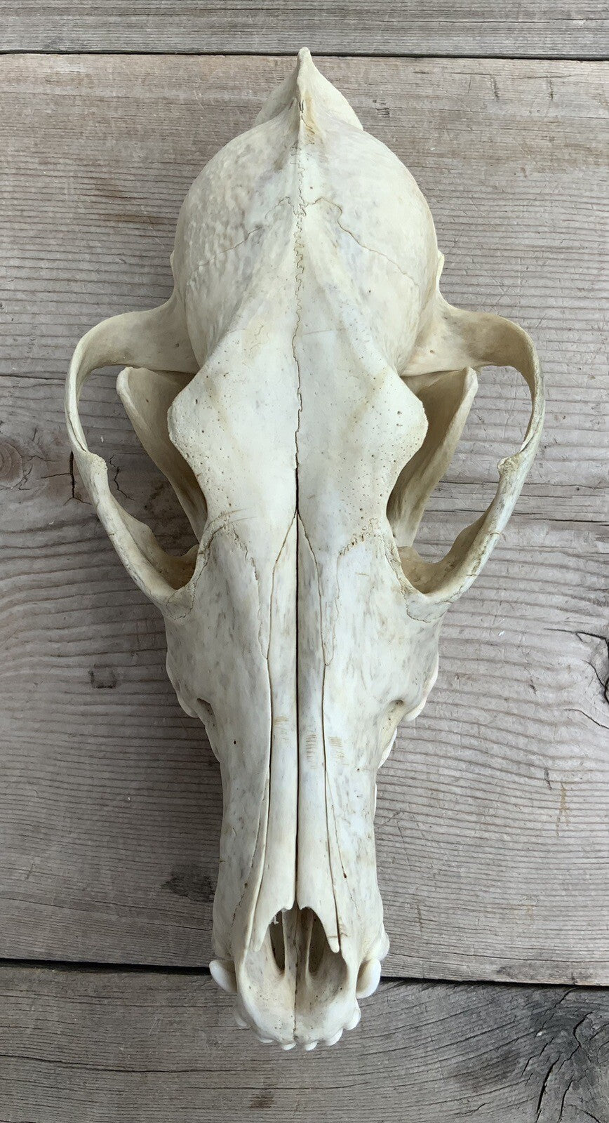 Authentic Montana Coyote Skull - Nature Cleaned, Real Taxidermy Display