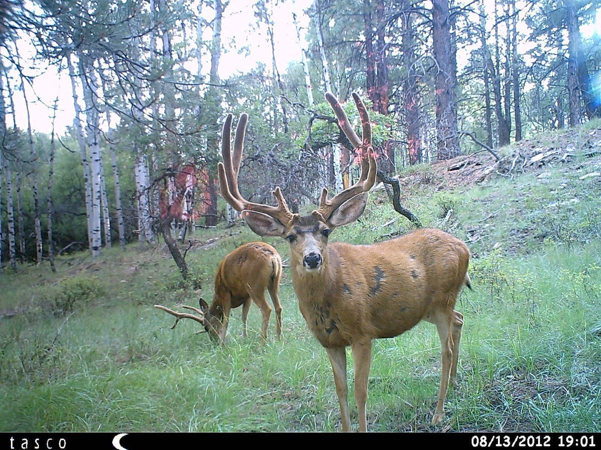 12MP Trail Camera with Low Glow Infrared Flash for Wildlife Monitoring