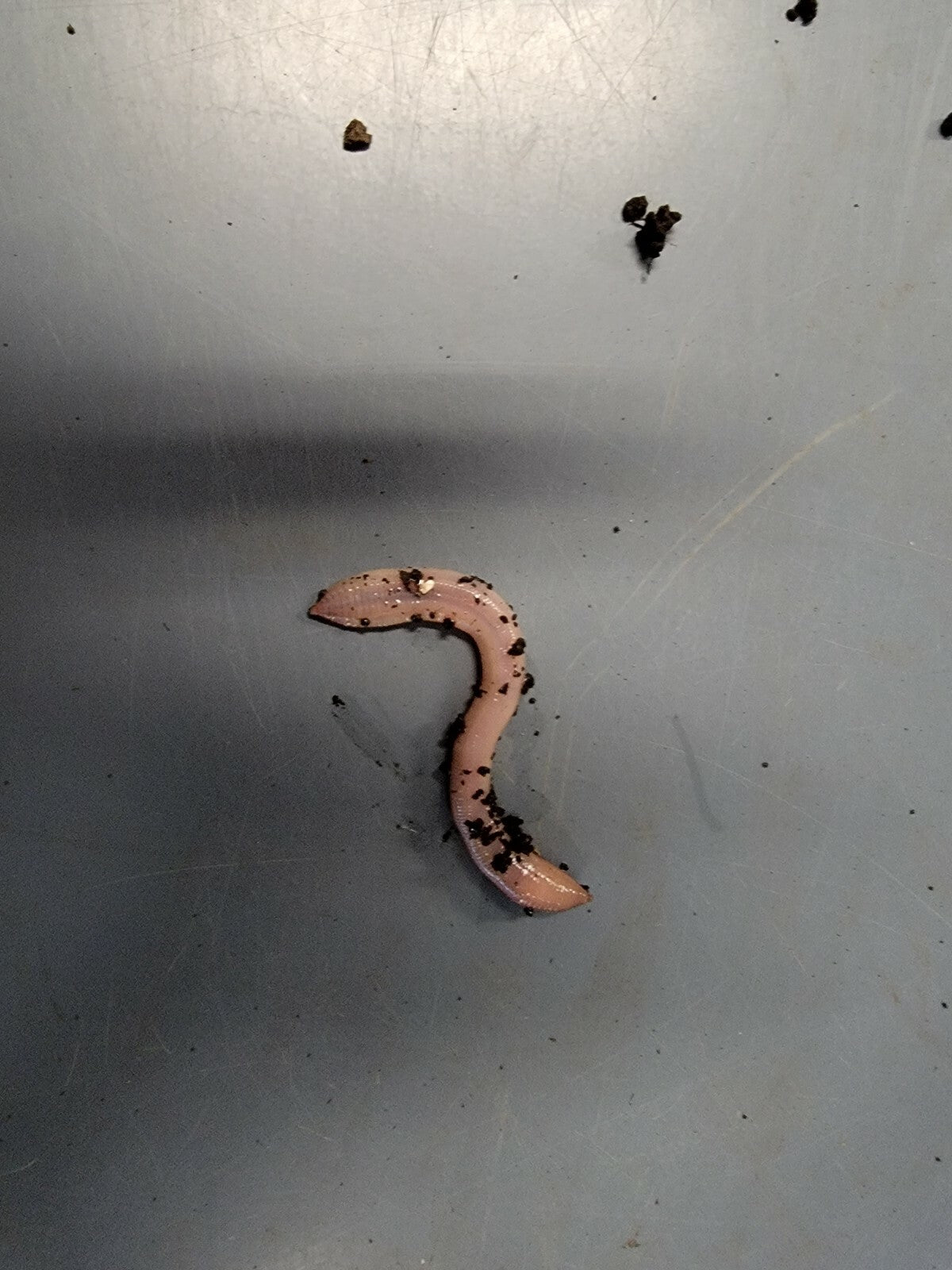 Live Baby Canadian Nightcrawlers for Fishing & Reptiles - Multiple Quantities