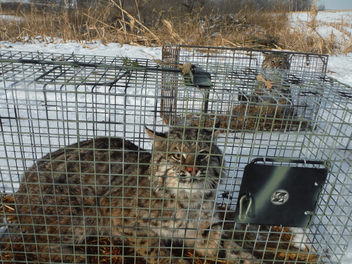 Live Animal Trap for Raccoons, Opossums, Foxes, Bobcats, and Armadillos - Made in USA