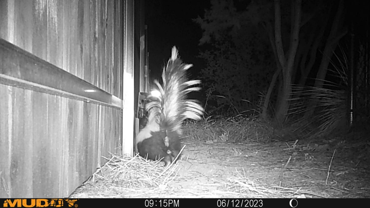 Skunk Trap Humane Animal Control for Squirrels & Feral Cats