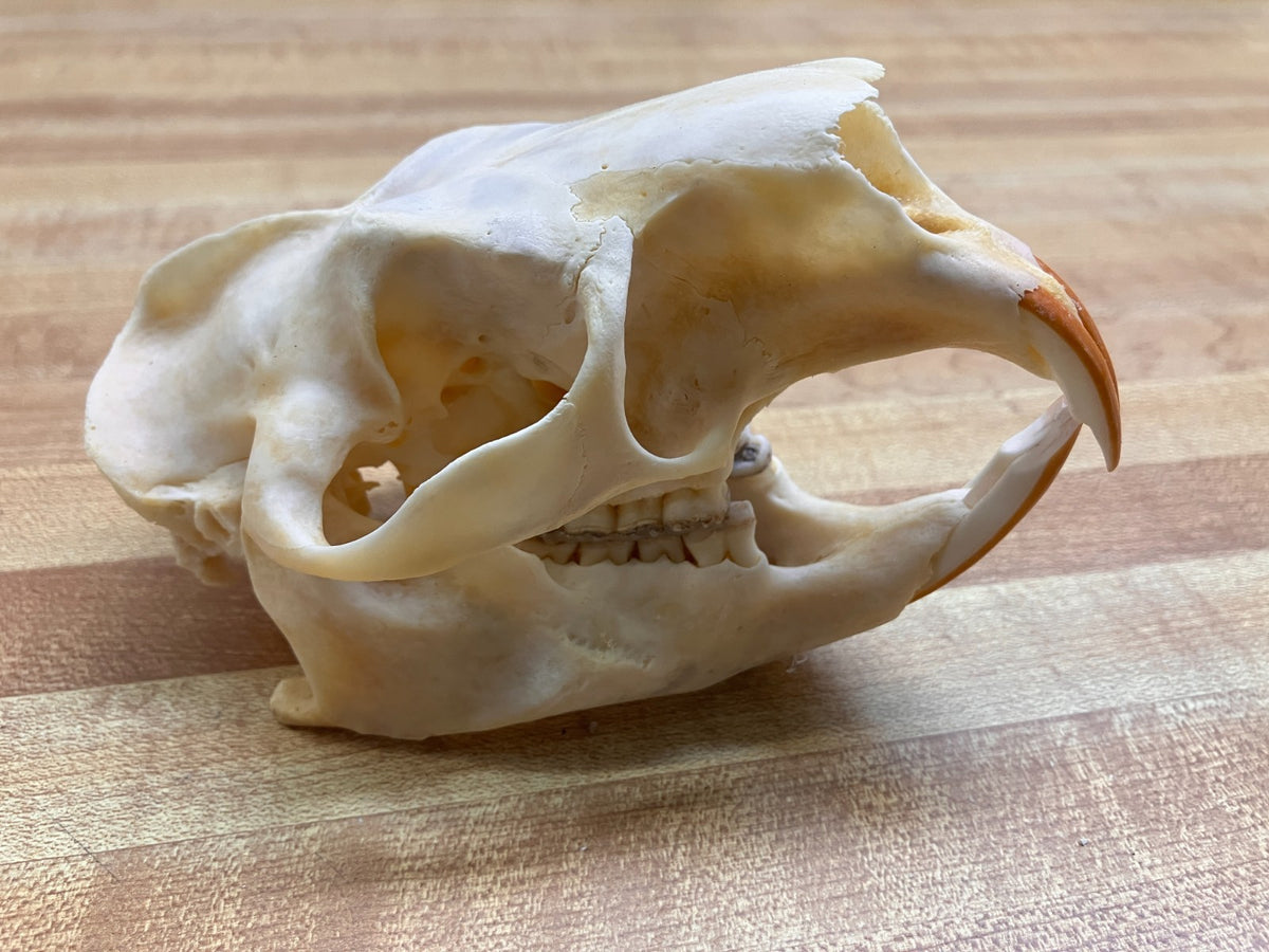 Real Bone Porcupine Skull - Decorative Natural Animal Skull, 4-5 Inches