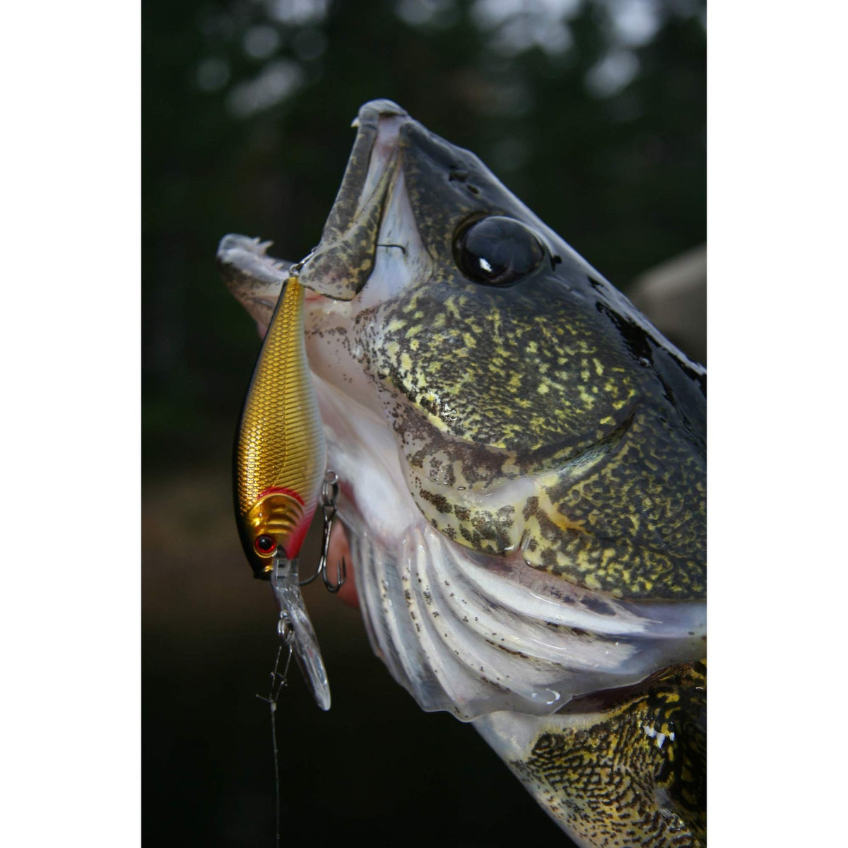 Freshwater Crankbait Fishing Lure - Berkley Flicker Shad HD Bluegill 5/16 Oz