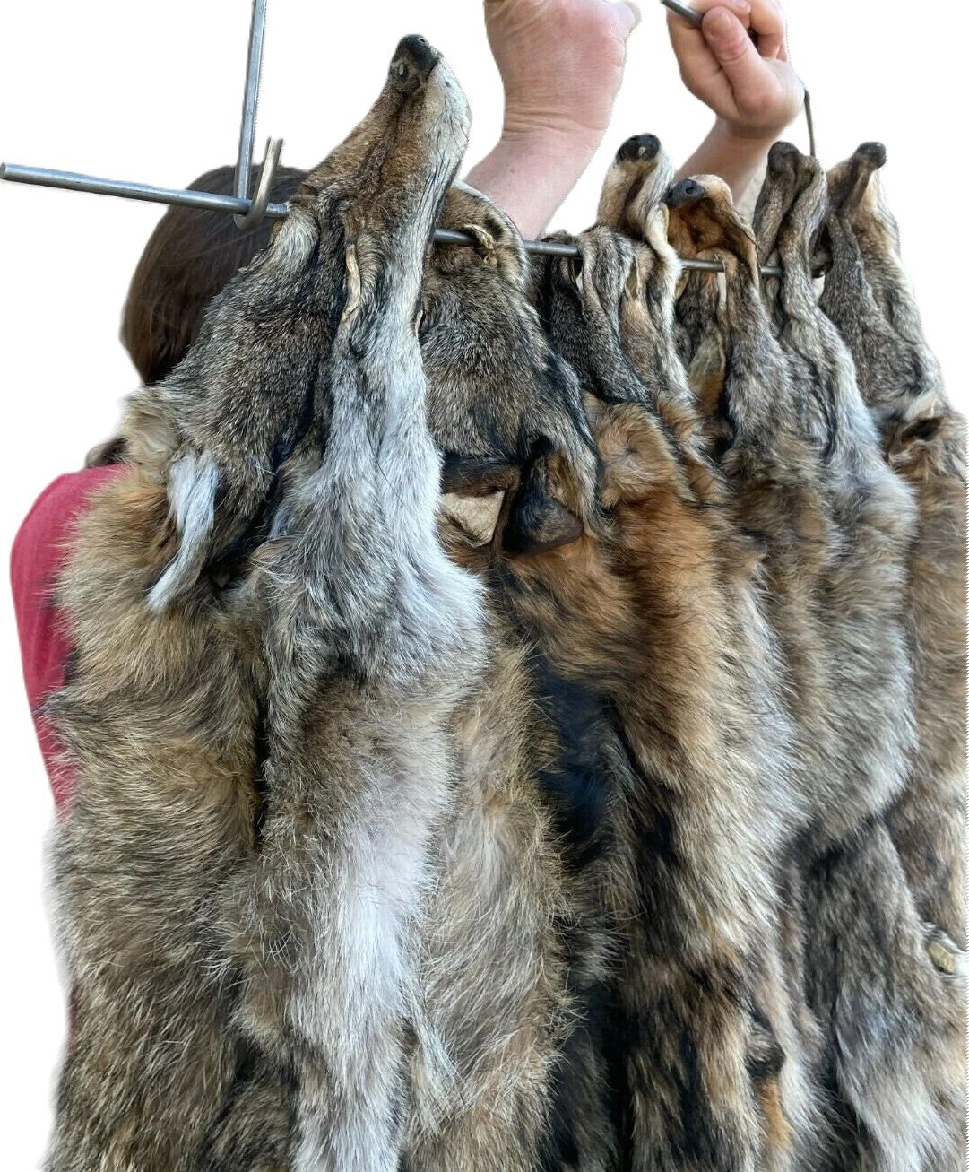 Premium Coyote Pelt Tanned Hide for Display Craft & Décor