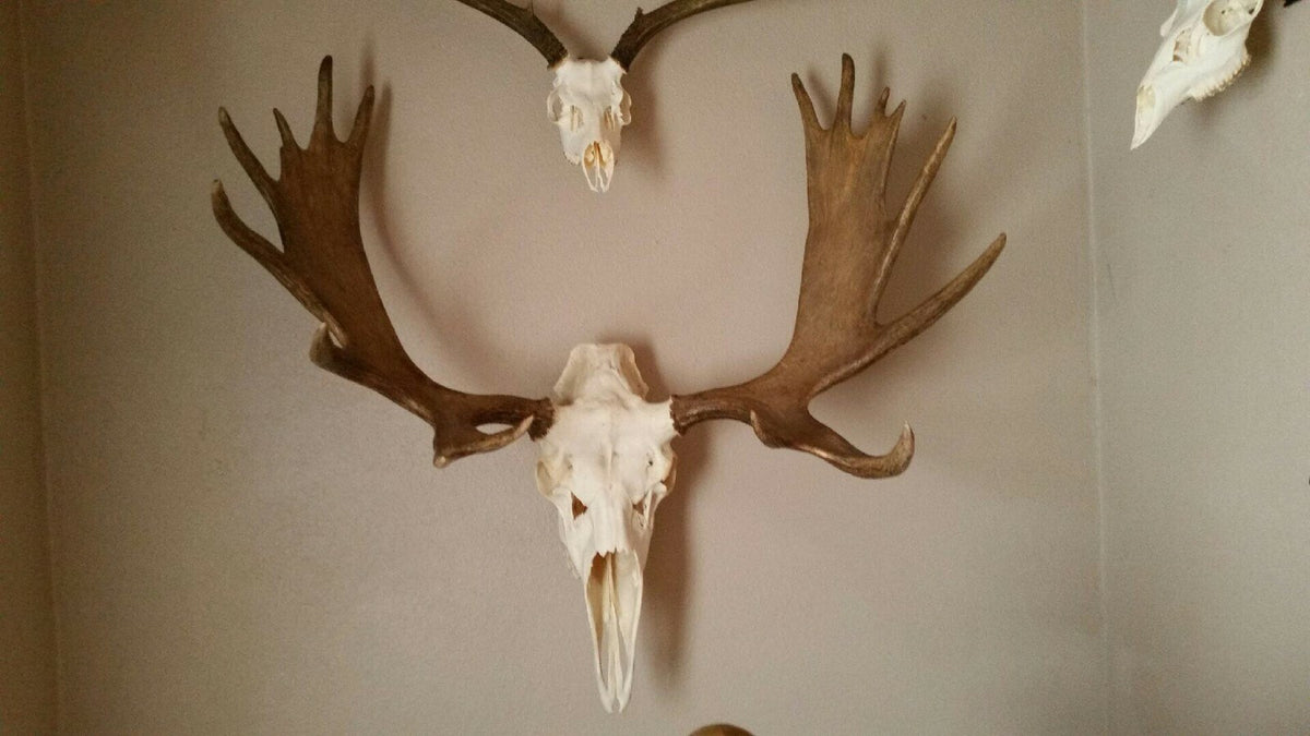 Heavy Duty Skull Hanger Bracket for Buffalo, Elk, Moose, Cattle Displays