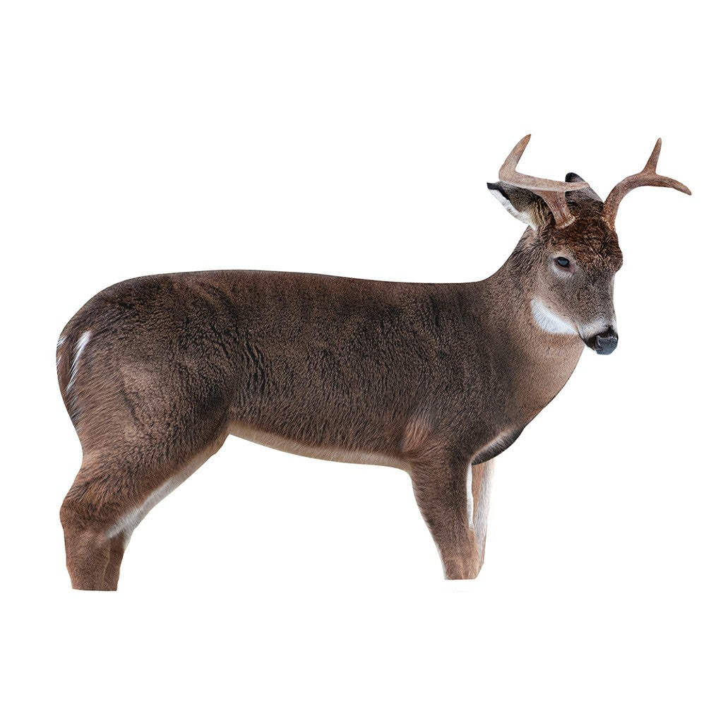 Buck Decoy for Hunting - Realistic Young Buck With Aggressive Posture