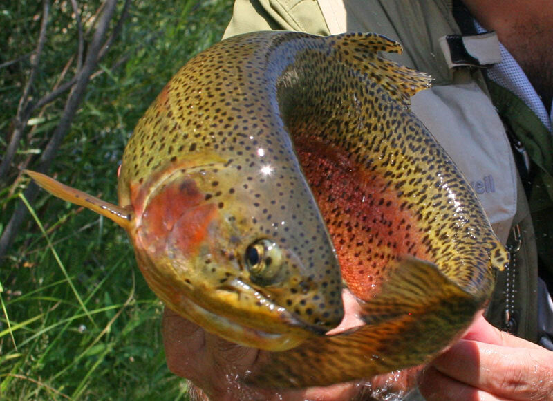 Premium Trout Fly Fishing Flies Olive Nymph Emergers - Guide Tied