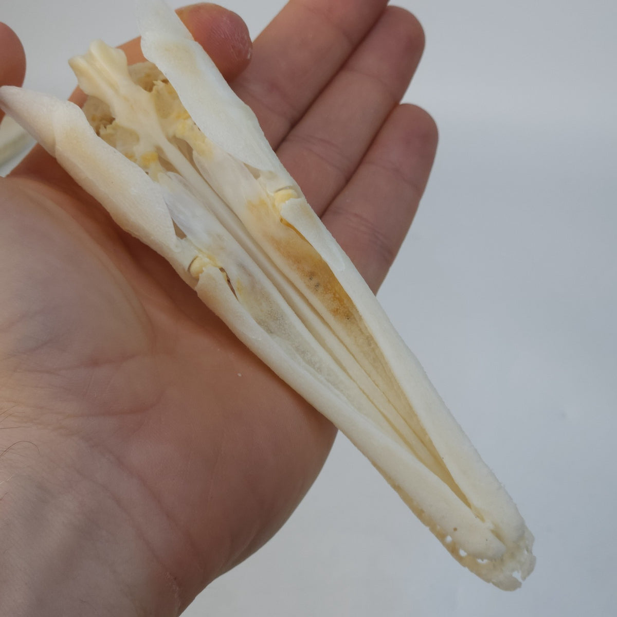 Real Spotted Gar Skull - Lepisosteus Oculatus - Decorative Fish Skull