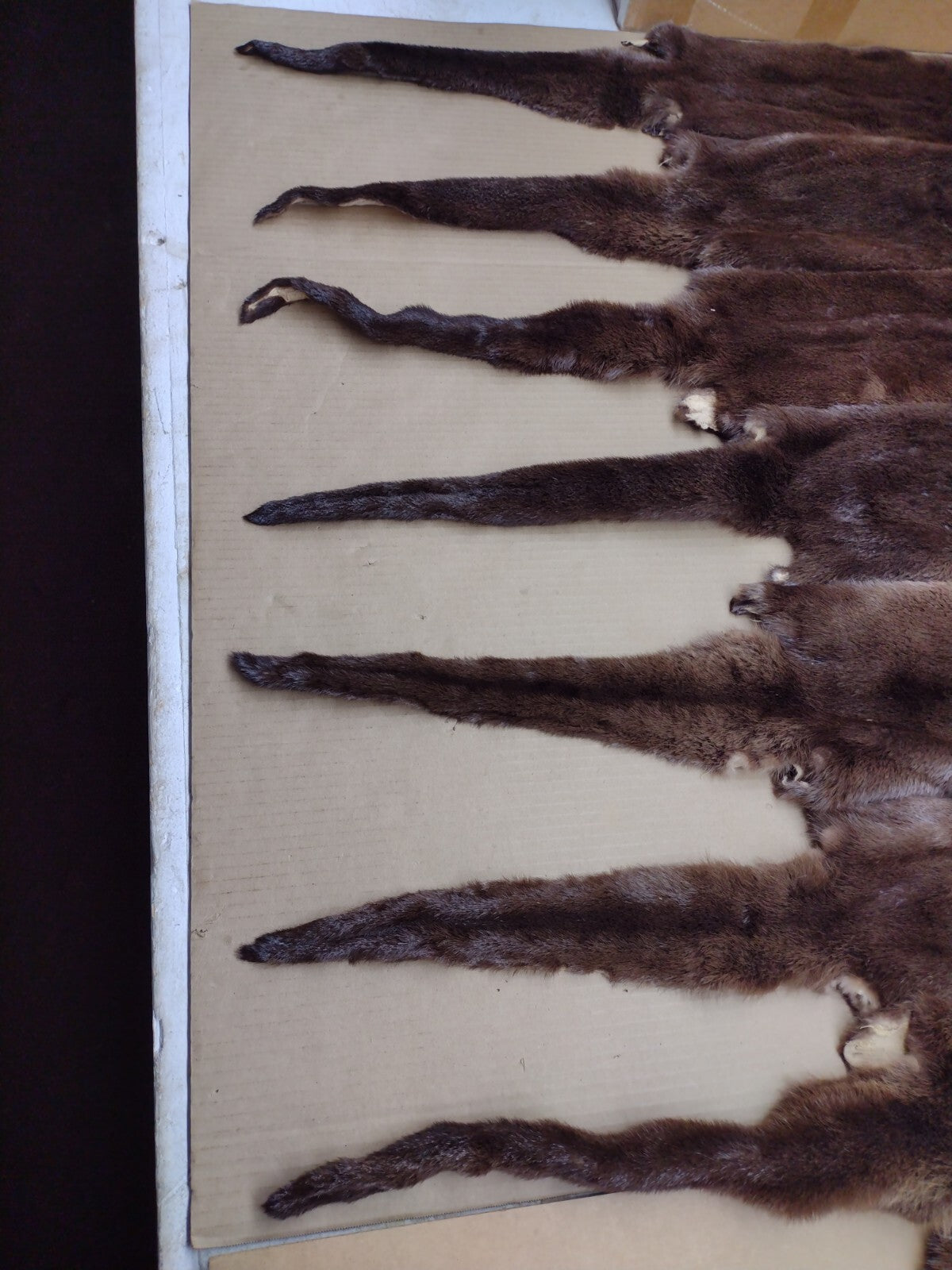 North American River Otter Pelt - Tanned XL #1 Grade Fur for Crafts & Decor