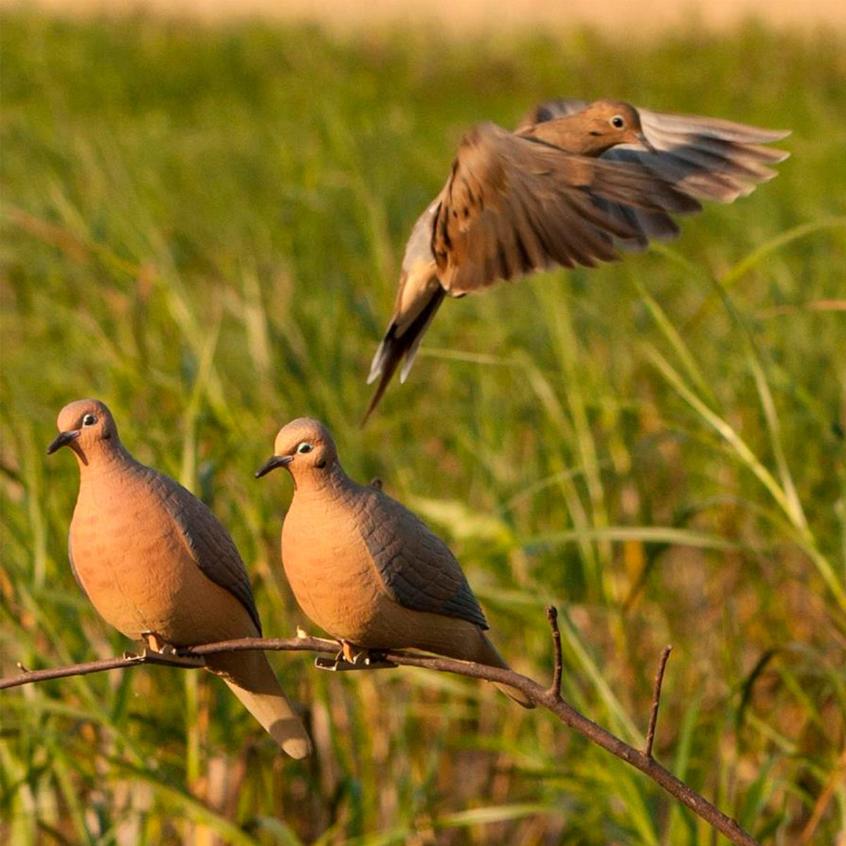 Realistic Mourning Dove Decoys Set - Full-Body Bird Hunting Props, 6 Pack