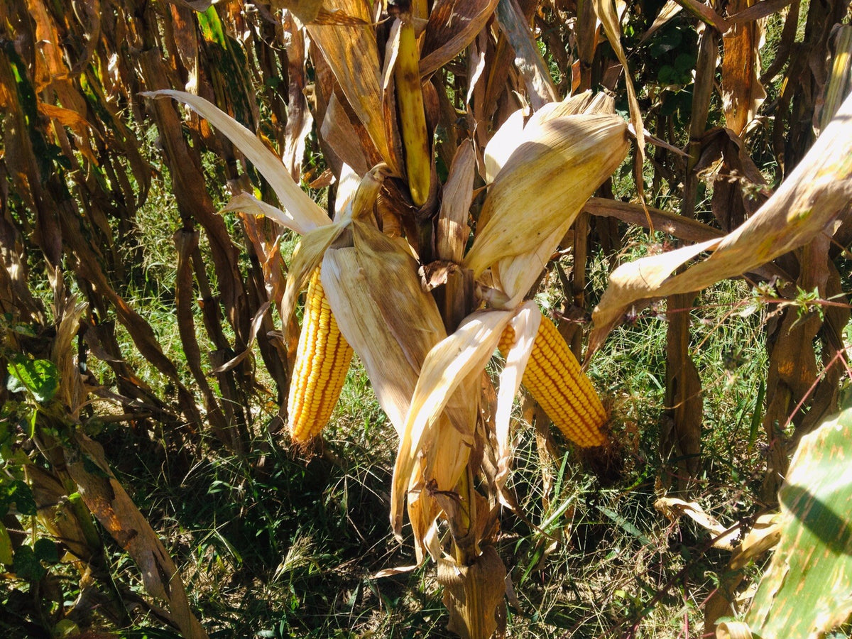 Shelled Corn for Animals & Crafts - Deer Feed, Chicken, Small Pets, Arts & Crafts