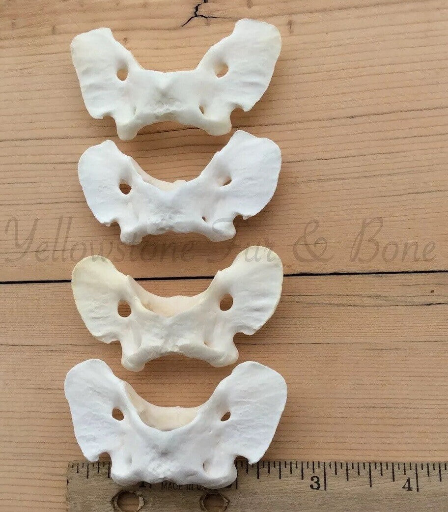 4 Coyote Atlas Vertebrae - Canis latrans Small Animal Skeleton Bones