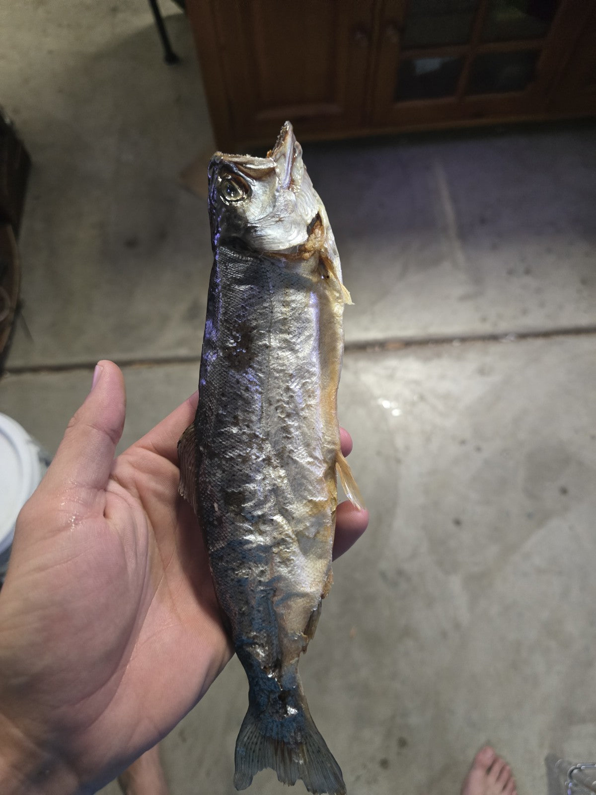 Preserved Dried Trout with Lacquer Finish - Mummified Fish Decor