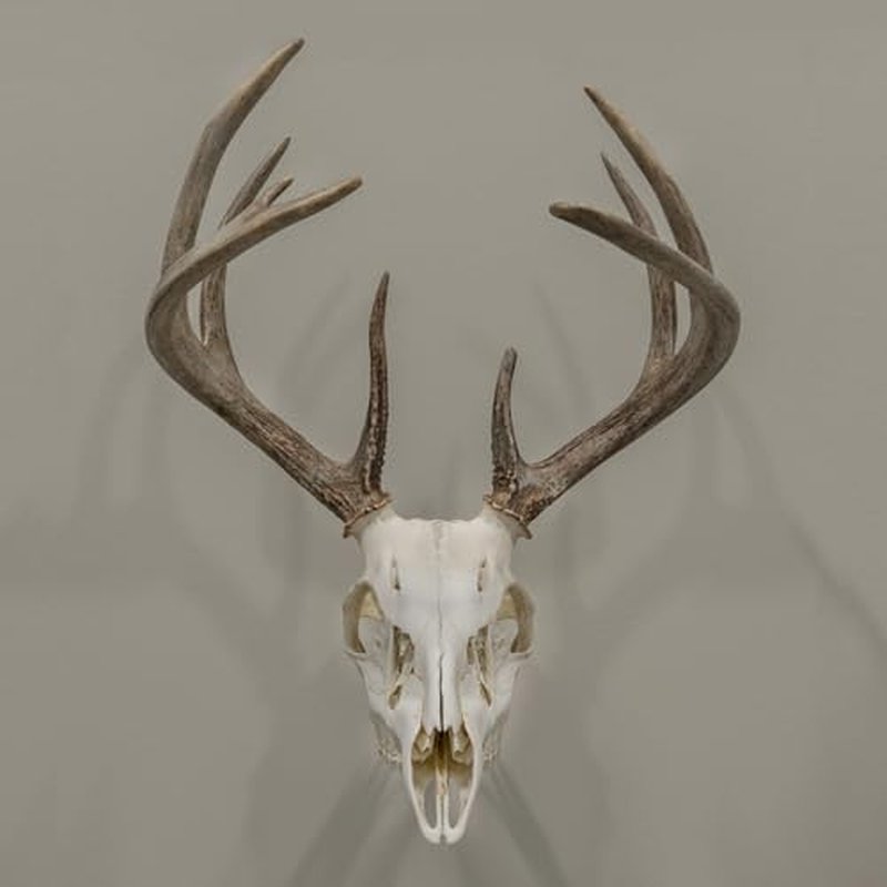 Allen Company EZ Mount Trophy Skull Hanger, Black