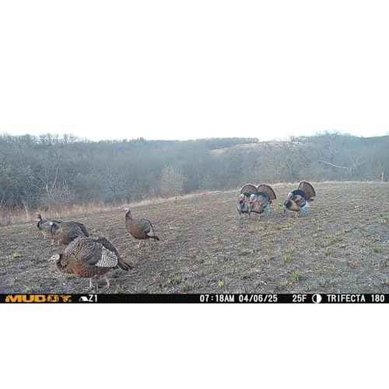 Muddy Trifecta 180 Degree Cellular Trail Camera 36MP