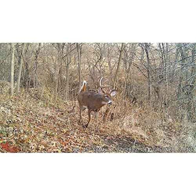 Wildgame Innovations Scrapeline 18MP Trail Camera with Batteries and SD Card