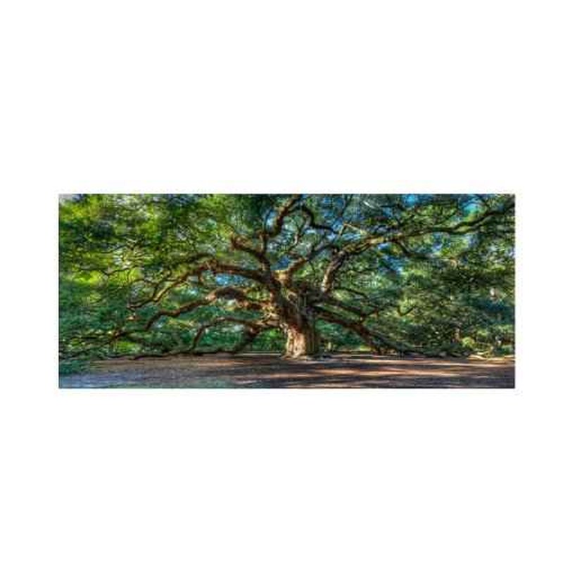 Trademark Fine Art Angel Oak Charleston by Pierre Leclerc work, 24 by 47-Inch Canvas Wall Art, green