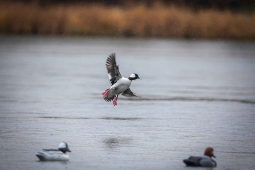 Higdon Outdoors Standard Bufflehead Floater Duck Decoys | Ultra Realistic Drake & Hen Decoys for Waterfowl Hunting | 6 Upright Drakes| Foam-Filled | 6pk