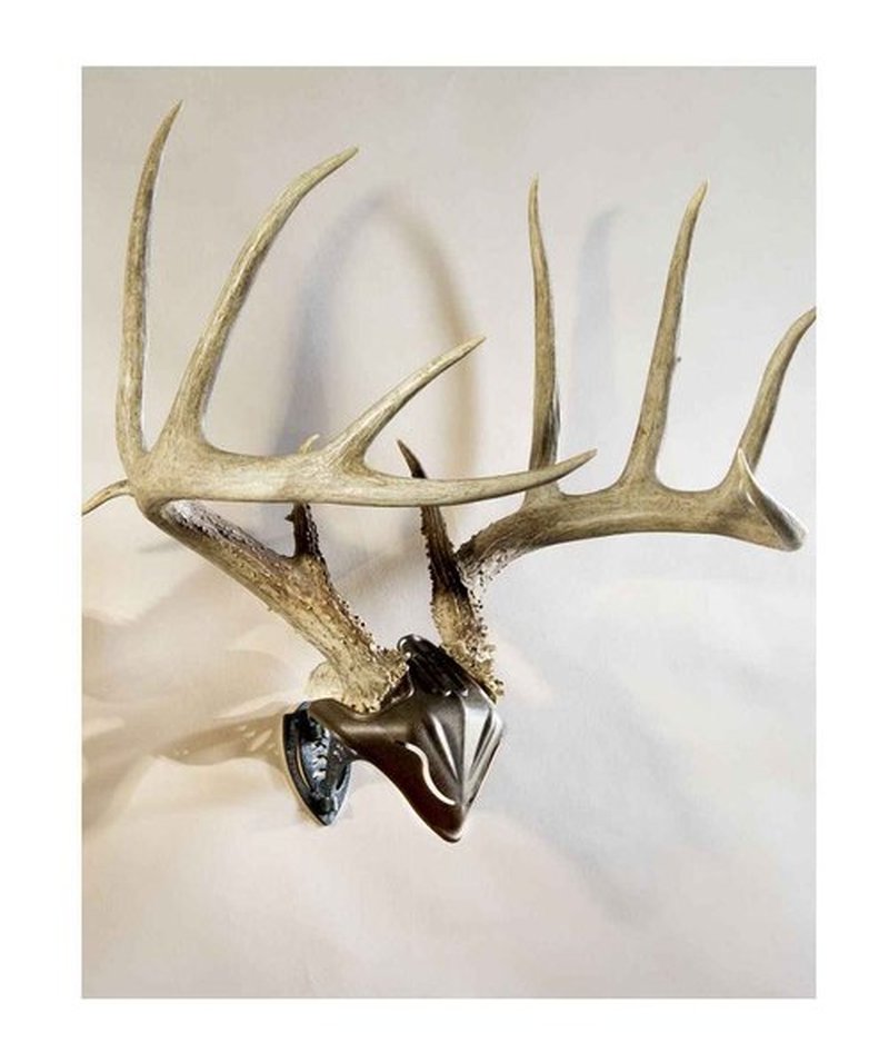 Skull Hooker Big Hooker European Trophy Mount for Elk, Moose, & Caribou Antlers, Robust Brown & Bone Bracket European Trophy Mount with Skull Cap, Graphite Black