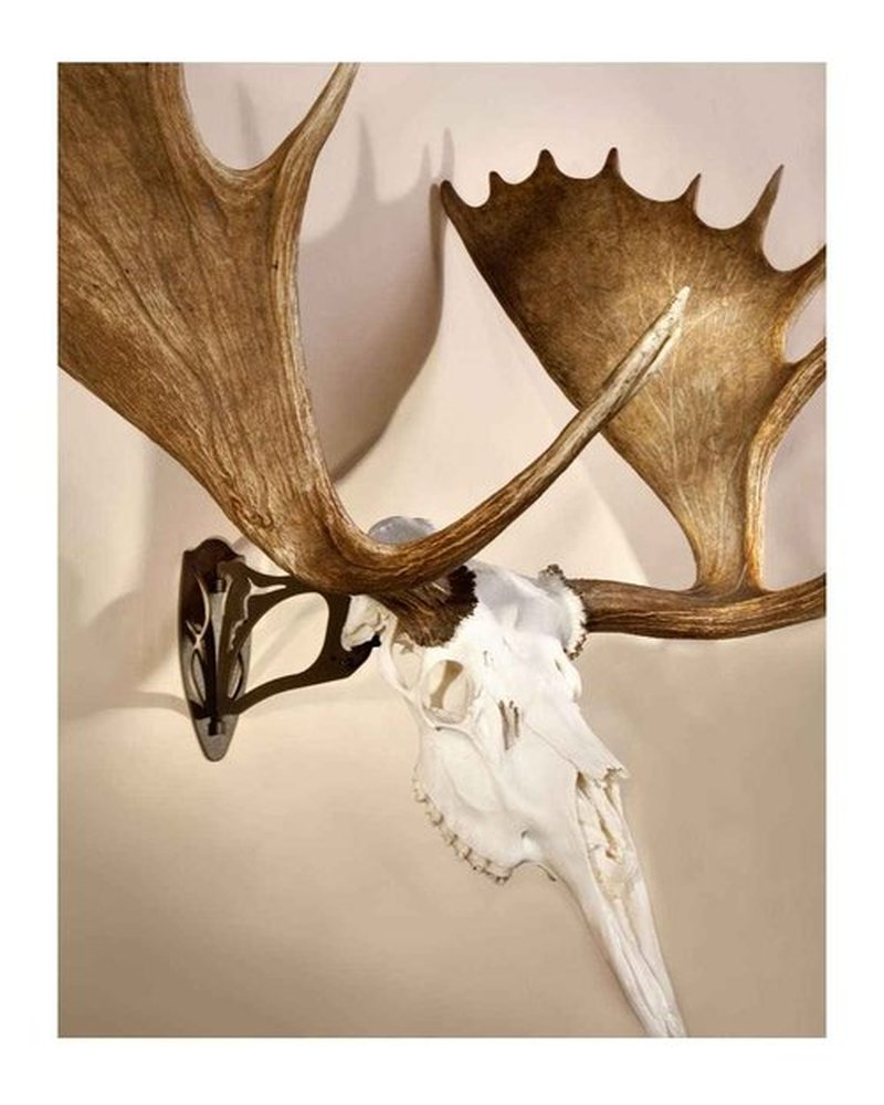 Skull Hooker Big Hooker European Trophy Mount for Elk, Moose, & Caribou Antlers, Robust Brown & Bone Bracket European Trophy Mount with Skull Cap, Graphite Black