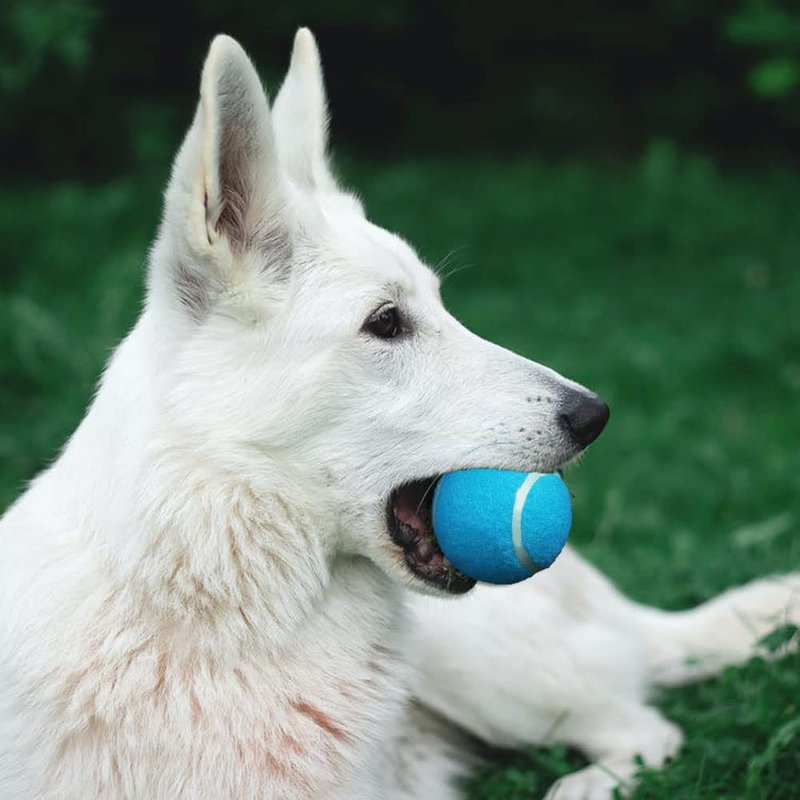 Swity Home Tennis Balls, 12 Pack Training Balls for Lessons, Practice, Playing with Pet (Blue)