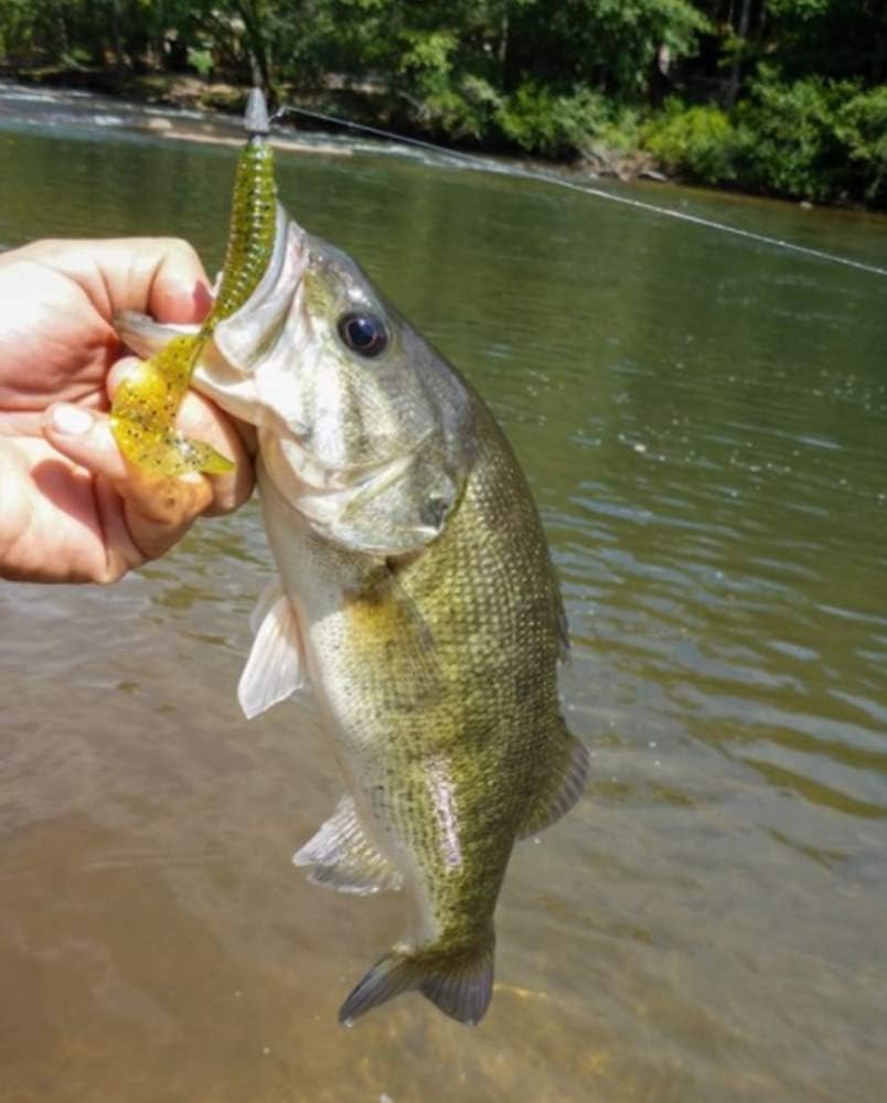 Curly-Tail Swim-Bait Fishing Lure - Multi-Species Design for All Anglers