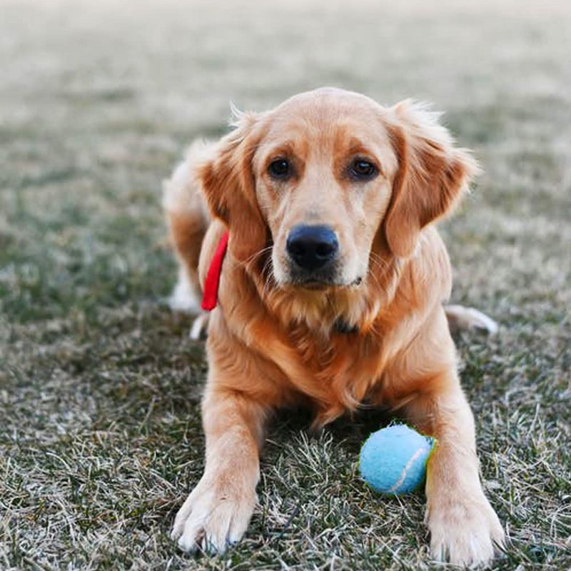 Swity Home Tennis Balls, 12 Pack Training Balls for Lessons, Practice, Playing with Pet (Blue)