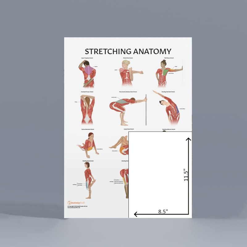 Anatomy Lab Stretching Anatomy Poster - Laminated Fitness Chart for Education | 17.3 x 22.5 Inches