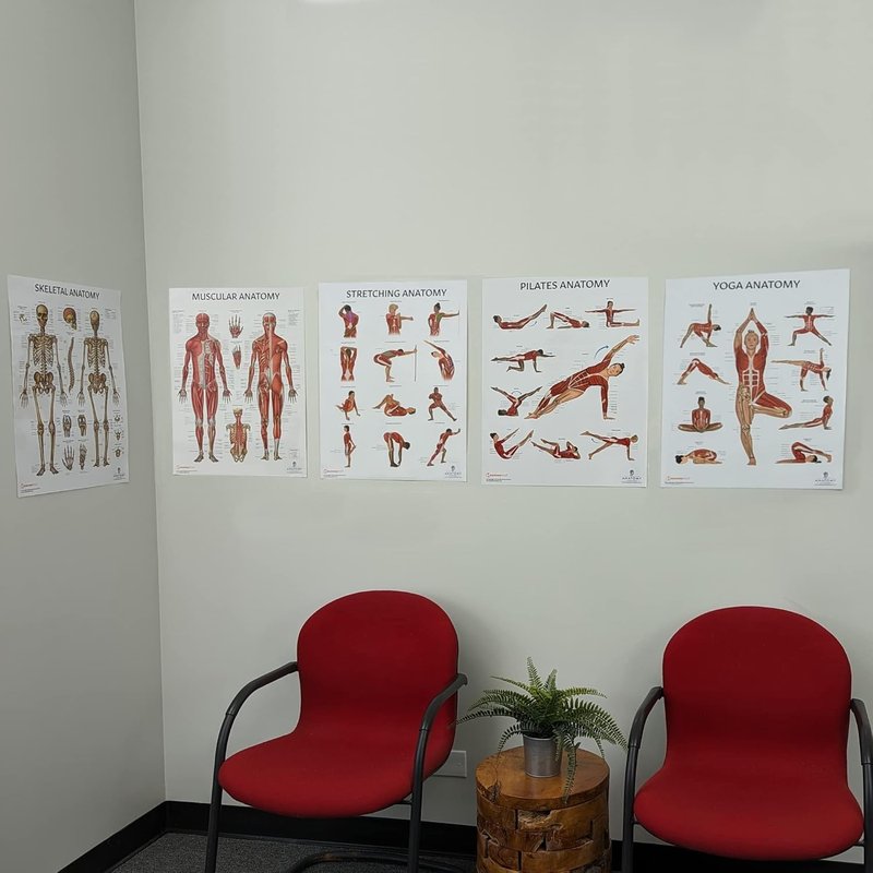 Anatomy Lab Stretching Anatomy Poster - Laminated Fitness Chart for Education | 17.3 x 22.5 Inches
