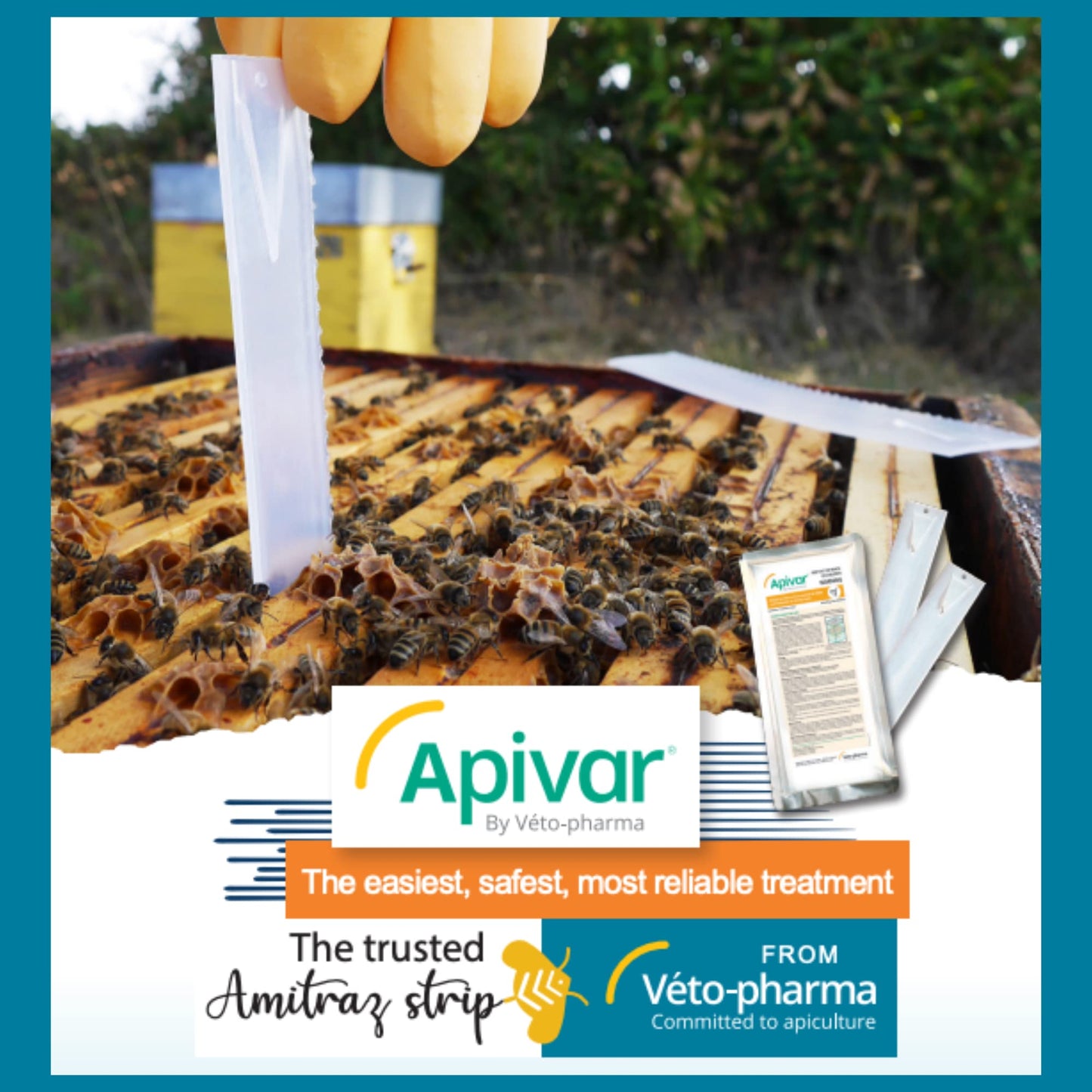 Apivar Strips Varroa Mite Treatment for Honey Bees with Easy-Rip Strips - 97-99% Effective Against Mites (12 Pack)
