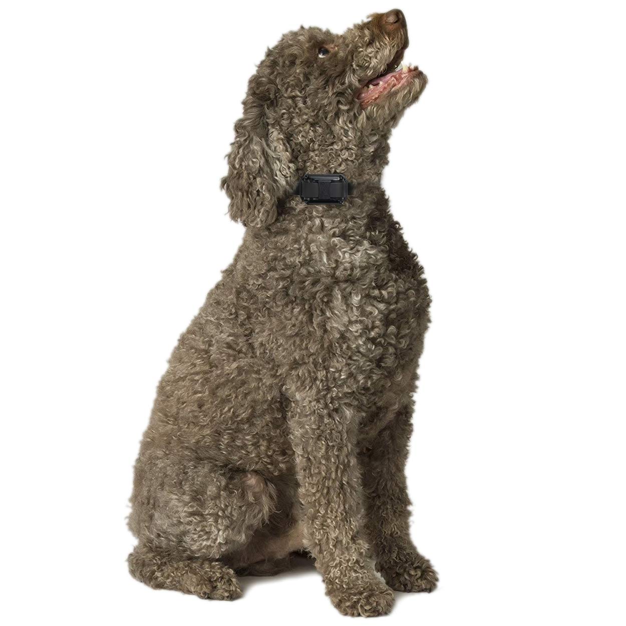 E-Collar Educator ET-400 Dog Training Collar with Remote, Yellow