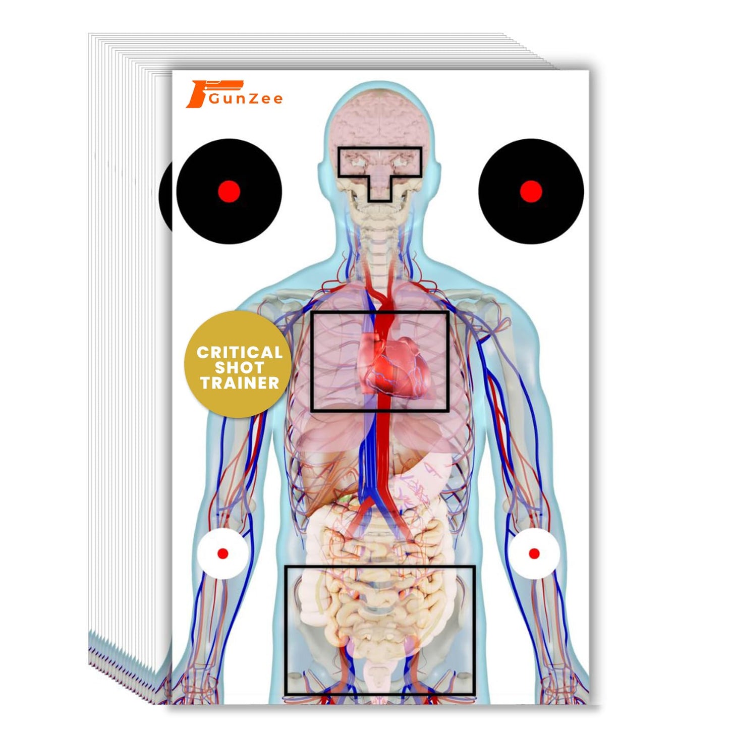 GunZee Anatomical Shooting Targets, 22" x 34" Paper Anatomy Targets for Shooting Range, Ideal for Handgun, Airsoft Pistol, Rifle, BB Gun, Pellet Gun Practice, Tactical & Self-Defense Training, 25-Pack