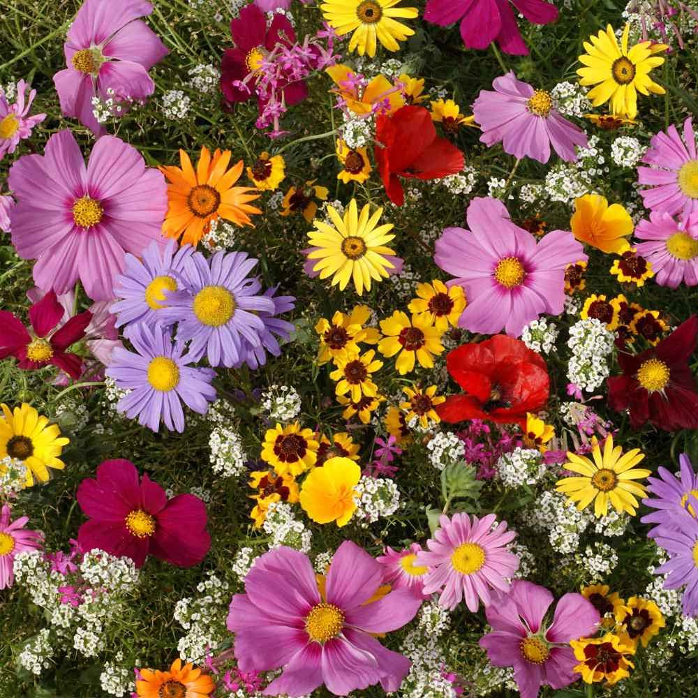 Outsidepride Annual Sun Wild Flower Seed Mix - 1 lb Premium Blend of Annual Wildflower Seeds for Sunny Locations, Vibrant & Easy-to-Grow, Attracts Pollinators, Ideal for Home Gardens & Floral Displays