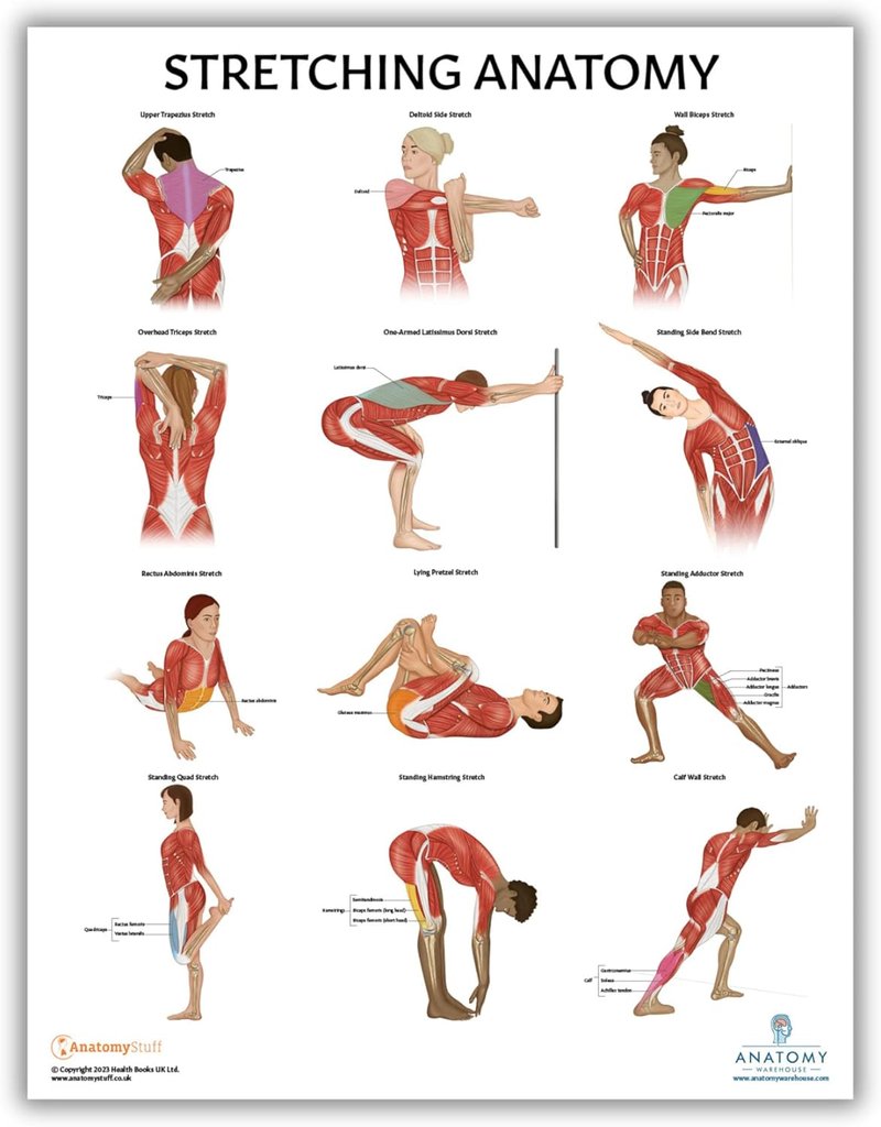 Anatomy Lab Stretching Anatomy Poster - Laminated Fitness Chart for Education | 17.3 x 22.5 Inches