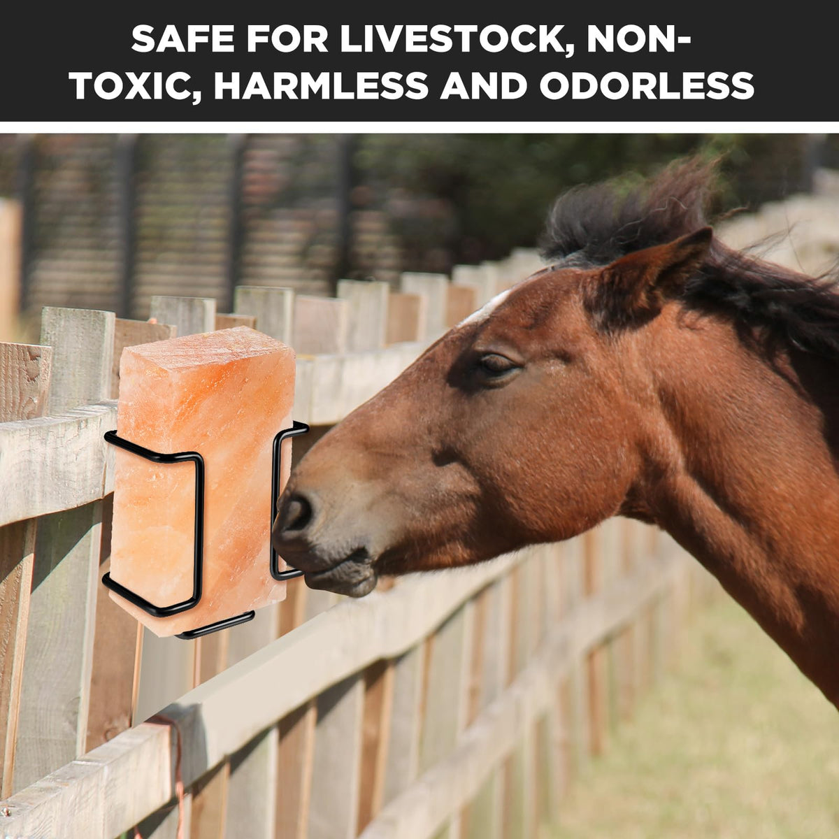 Teenyyou 4 Pack 4lb Salt Block Holder for Deer, Horses, Mineral Block Holder, Metal Salt Lick Blocks for Deer Horses Goat, Rust Resistant Livestock Feeder Outdoor(Black)