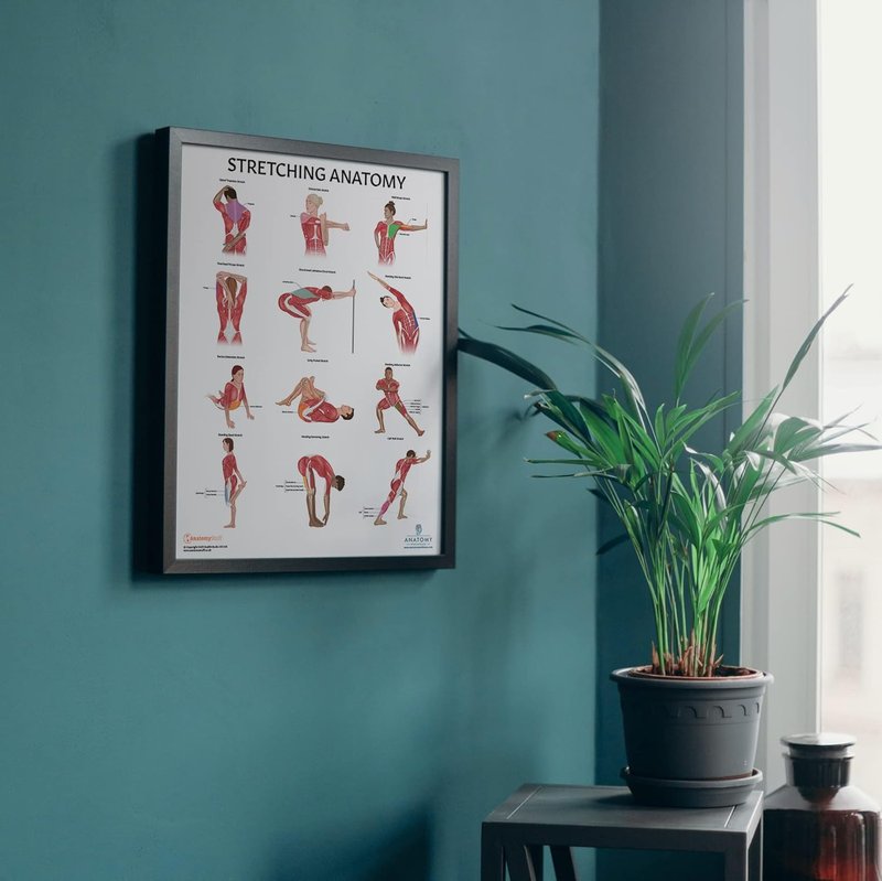 Anatomy Lab Stretching Anatomy Poster - Laminated Fitness Chart for Education | 17.3 x 22.5 Inches