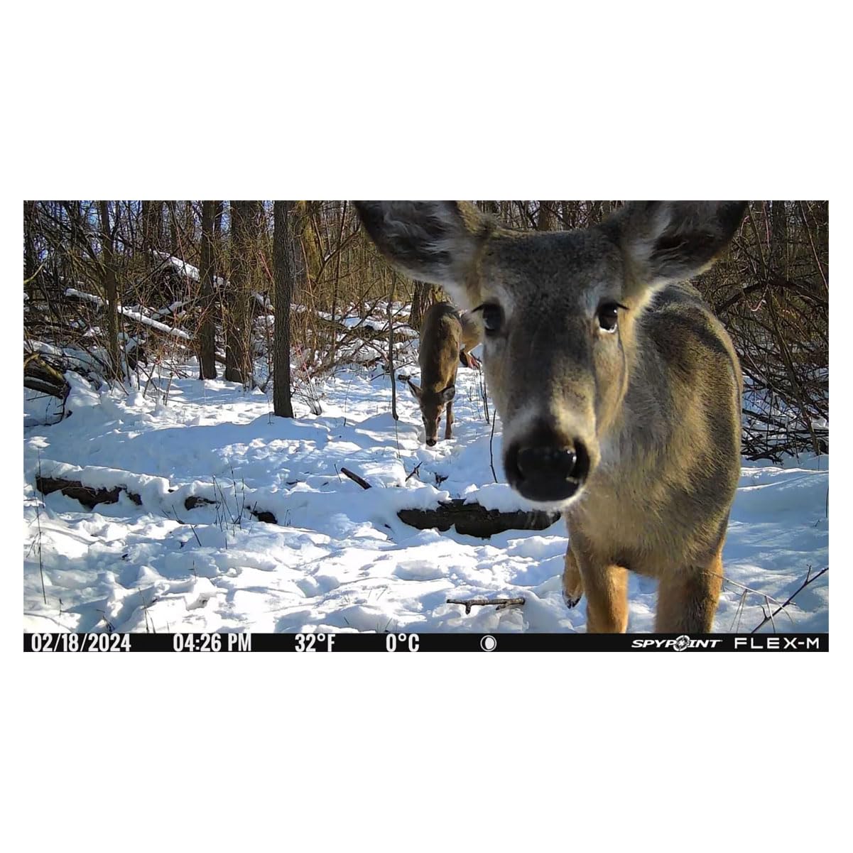 SPYPOINT Flex-M Cellular Trail Camera - Best Hunting Accessories, No WiFi Needed, Night Vision, Motion Activated, Dual-Sim LTE, IP65 Water-Resistant Game Camera, 28MP Photos, 720p Videos + Sound (1)
