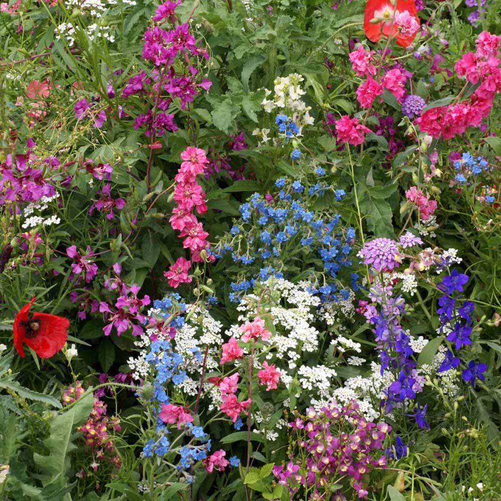 Outsidepride Partial Shade Wild Flower Seed Mix for All States - 1 lb. Premium Blend of Annual & Perennial Wildflowers, Perfect for Partial Shade Areas, & Outdoor Planting for Gardens & Lawns