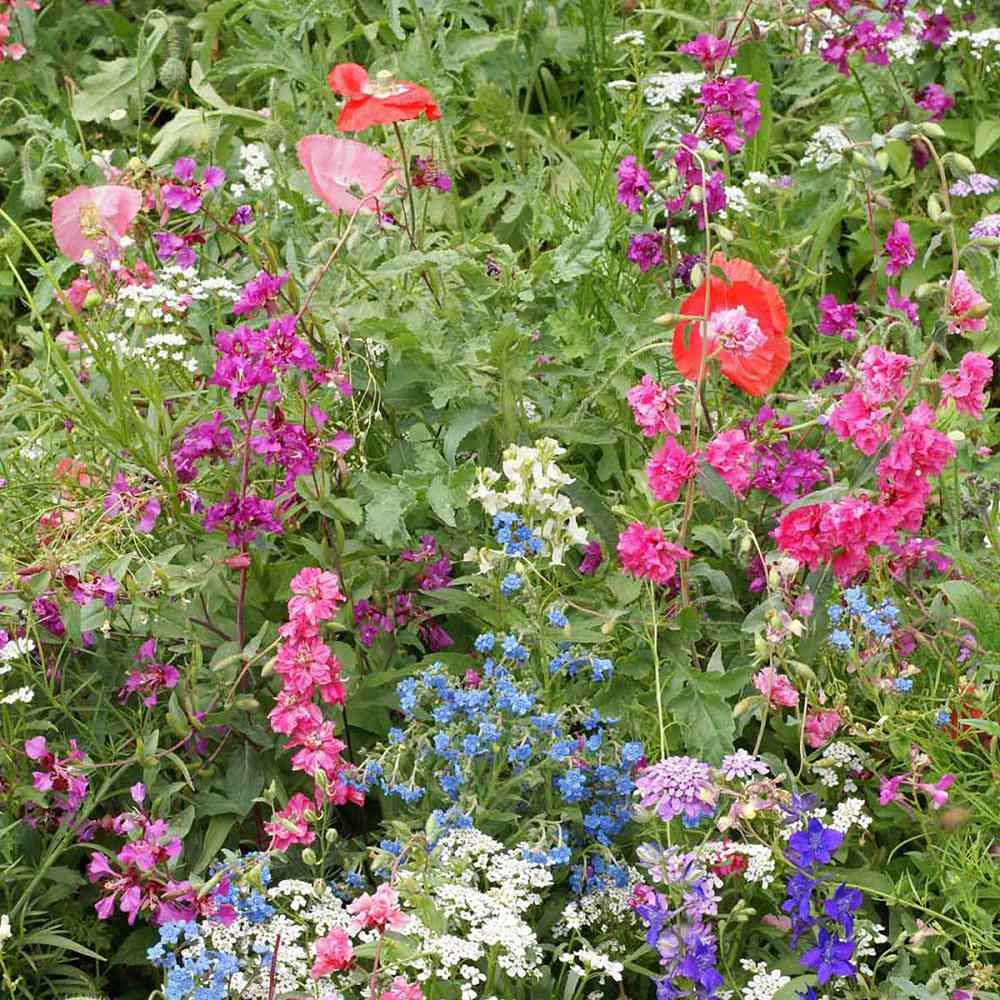 Outsidepride Partial Shade Wild Flower Seed Mix for All States - 1 lb. Premium Blend of Annual & Perennial Wildflowers, Perfect for Partial Shade Areas, & Outdoor Planting for Gardens & Lawns