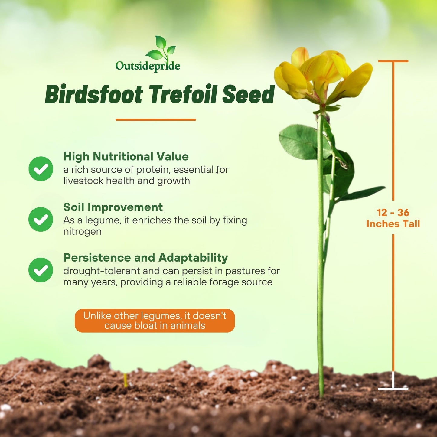 Outsidepride Perennial Birdsfoot Trefoil Seed - 10 lbs Nitrocoated, Inoculated, Winter Hardy, High Protein Forage Legume Seeds for Pasture, Hay, Silage Production & Livestock Grazing